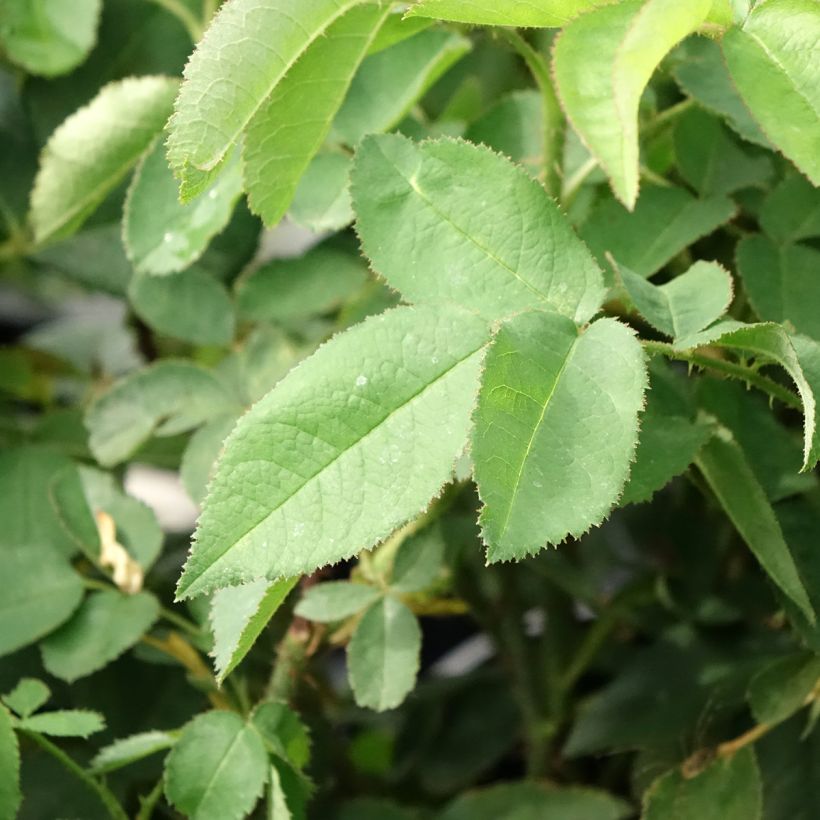 Rosa Jacques Cartier - Portland Rose (Foliage)
