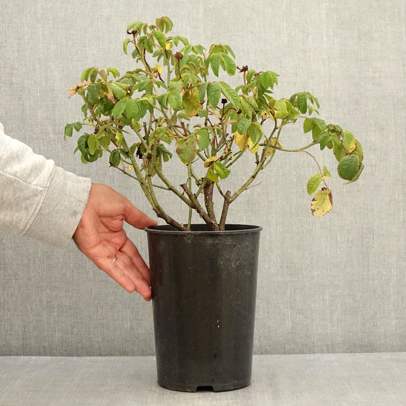 Rosa gallica Jenny Duval - Old Gallic Rose 4L/5L pot sample as delivered in summer