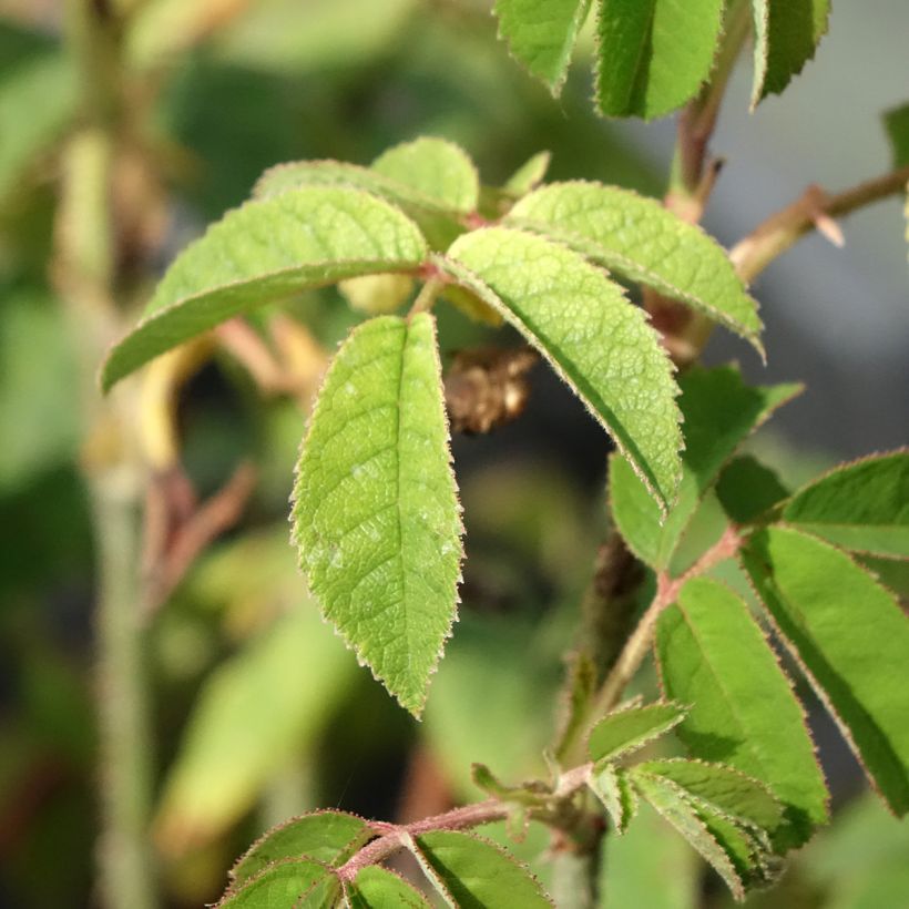 Rosa gallica Jenny Duval - Old Gallic Rose (Foliage)
