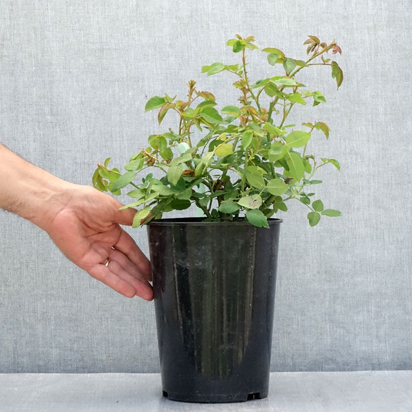 Rosa Reine Victoria - Bourbon Rose 4L/5L pot sample as delivered in summer