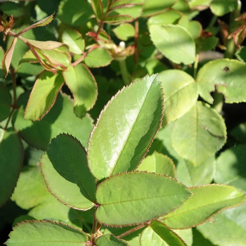Rosa Reine Victoria - Bourbon Rose (Foliage)