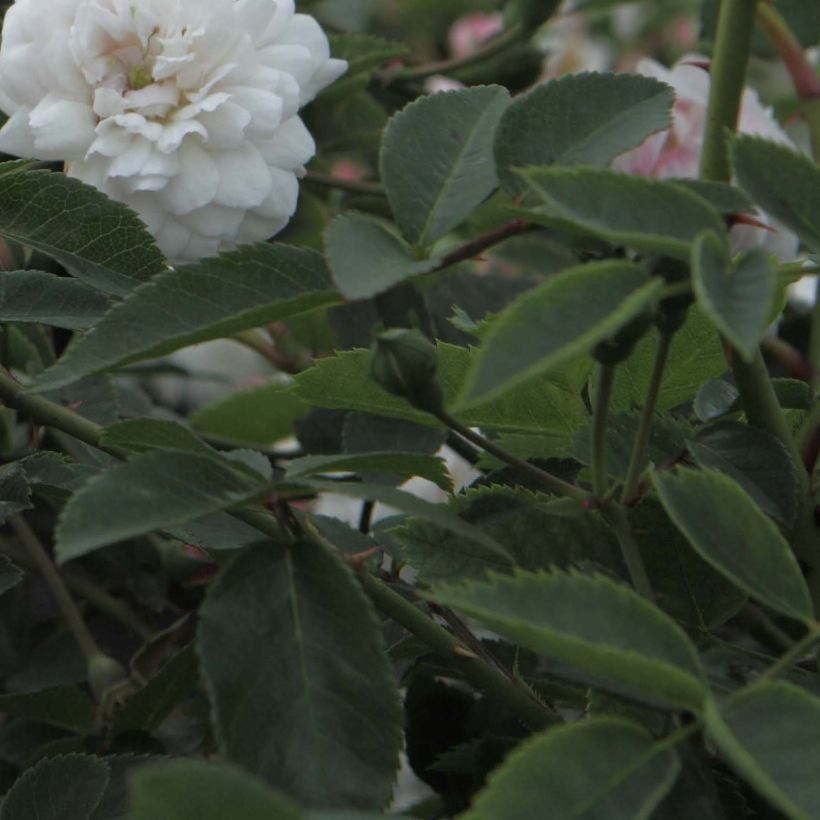 Rosa sempervirens Little White Pet (Foliage)