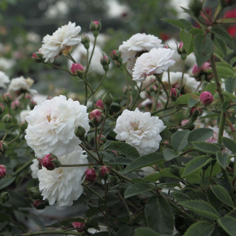 Rosa sempervirens Little White Pet (Flowering)
