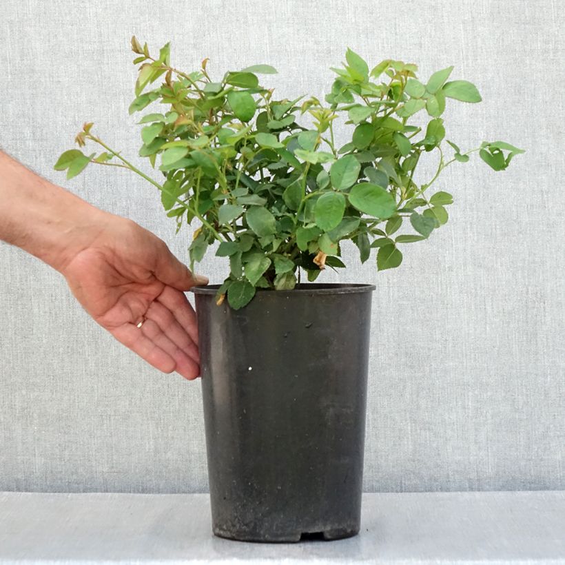 Rosa Louise Odier - Bourbon Rose 4L/5L pot sample as delivered in summer