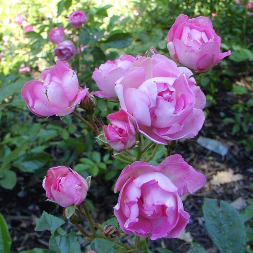 Rosa polyantha Maman Turbat (Flowering)