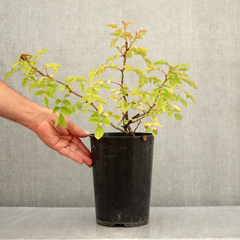 Rosa moyesii Marguerite Hilling 4L/5L pot sample as delivered in summer