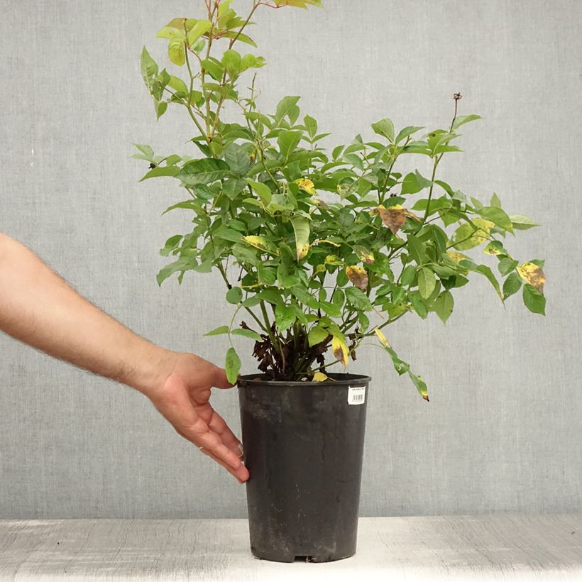 Rosa Marie Pavie 4L/5L pot sample as delivered in summer