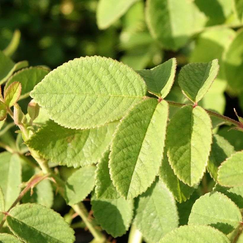 Rosa damascena Mme Hardy - Damask Rose (Foliage)