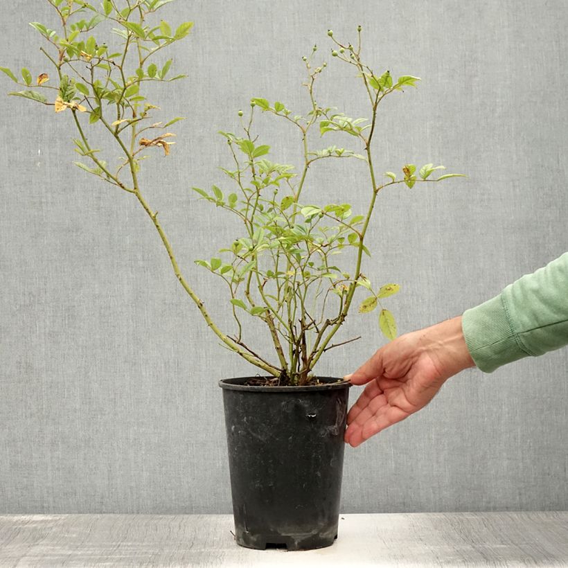 Rosa moschata Mozart - Musk Rose 3L/4L pot sample as delivered in summer