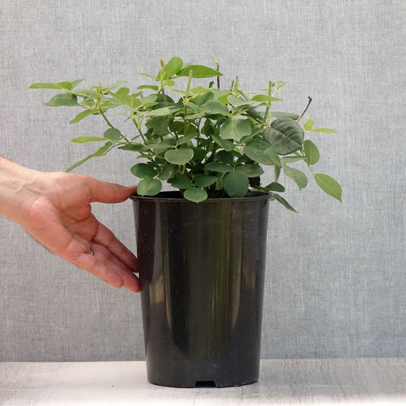Rosa Mrs John Laing 4L/5L pot sample as delivered in summer