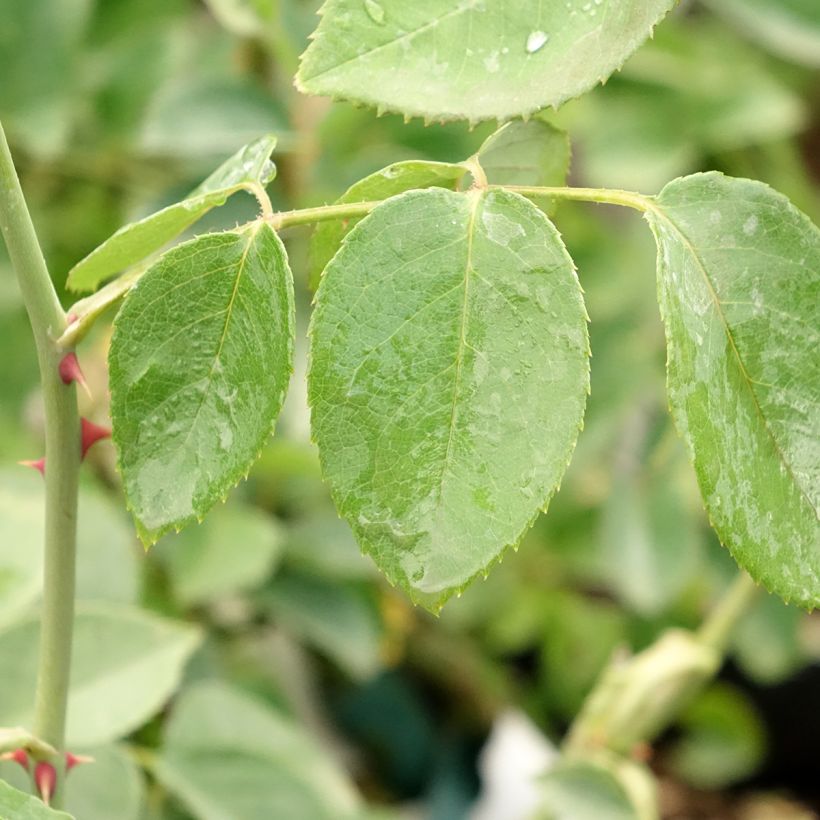 Rosa Mrs Oakley Fisher - Hybrid Tea (Foliage)
