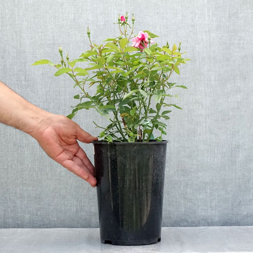 Rosa chinensis Old Blush - China Rose 4L/5L pot sample as delivered in summer