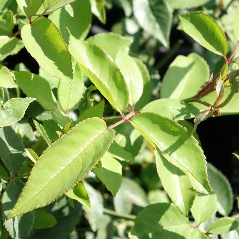 Rosa chinensis Old Blush - China Rose (Foliage)