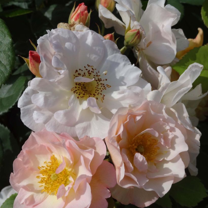 Rosa moschata Penelope - Musk Rose (Flowering)