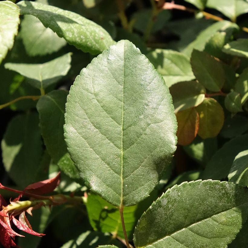 'Perle d'Or' - Old Rose  (Foliage)