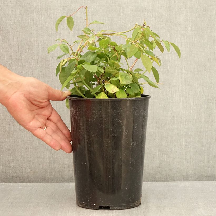 'Perle d'Or' - Old Rose  4L/5L pot sample as delivered in summer