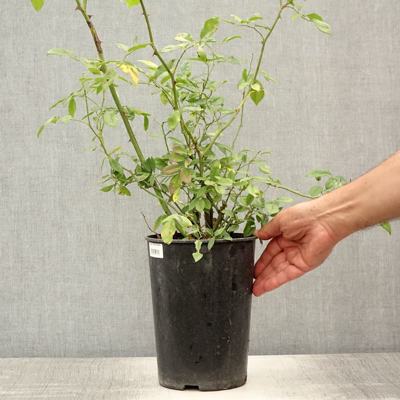 Rosa multiflora Phyllis Bide - Climbing Rose 4L/5L pot sample as delivered in summer