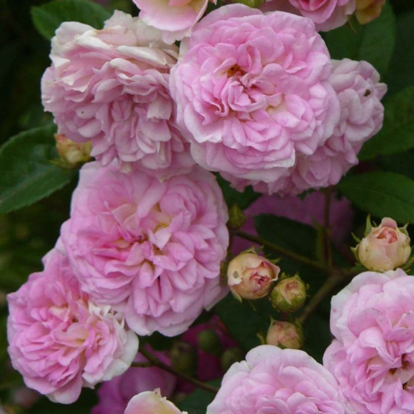 Rosa multiflora Pink Ghislaine de Féligonde - Climbing Rose (Flowering)