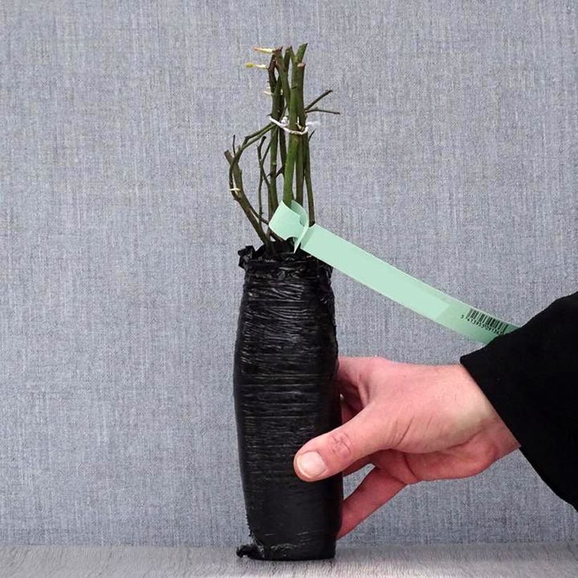 Rosa multiflora Pink Ghislaine de Féligonde - Climbing Rose Wrapped bare root sample as delivered in winter