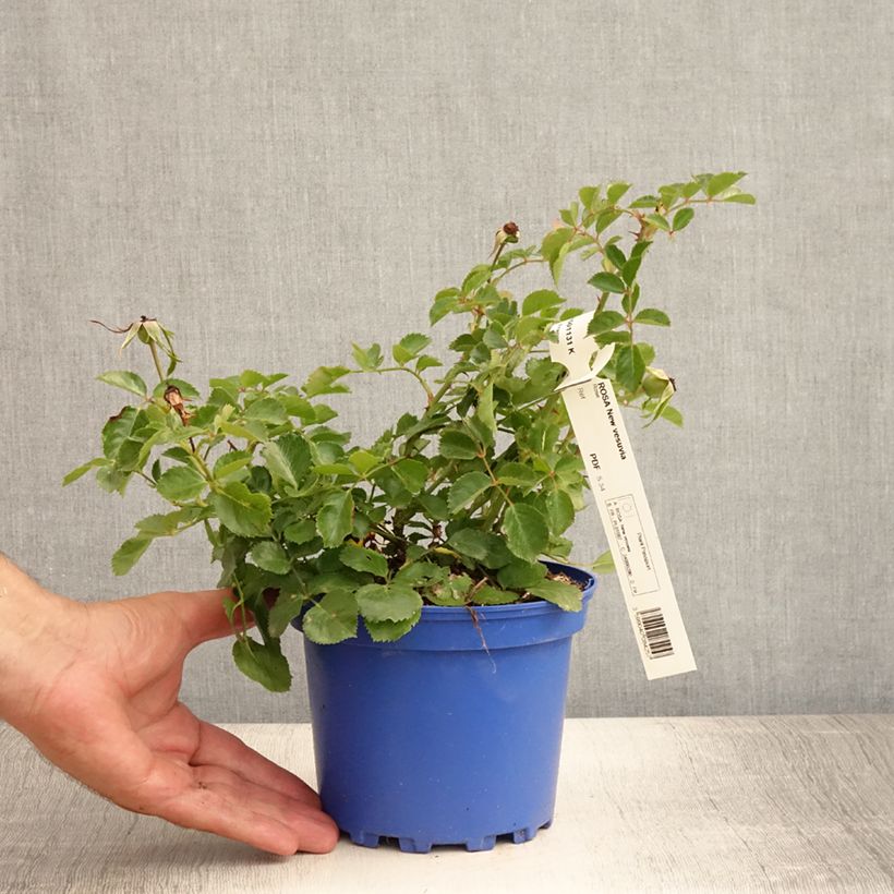 Rosa rugosa Pink Grootendorst 4L/5L pot sample as delivered in summer