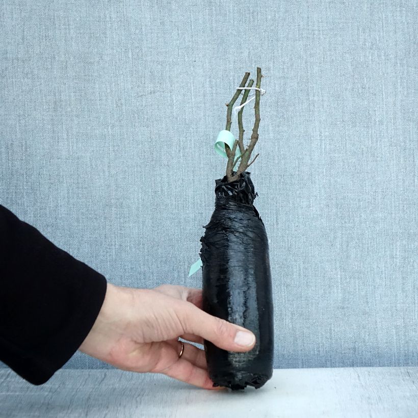 Rosa Raubritter - Climbing Rose Wrapped bare root sample as delivered in winter