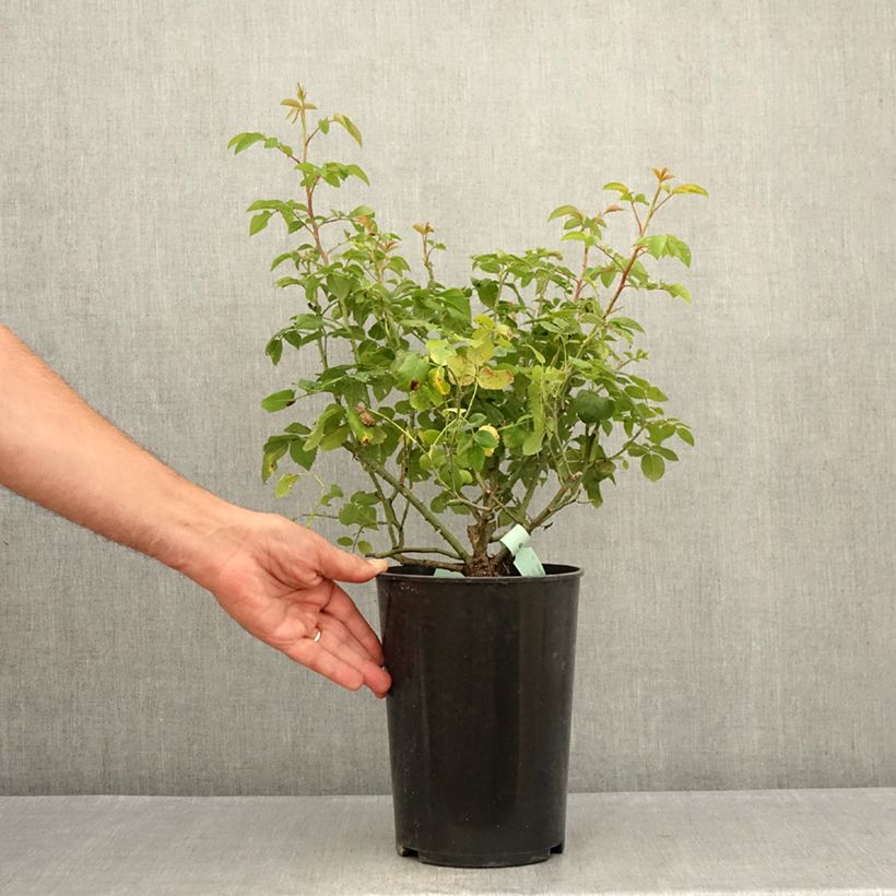 Rosa Raubritter - Climbing Rose 4L/5L pot sample as delivered in summer