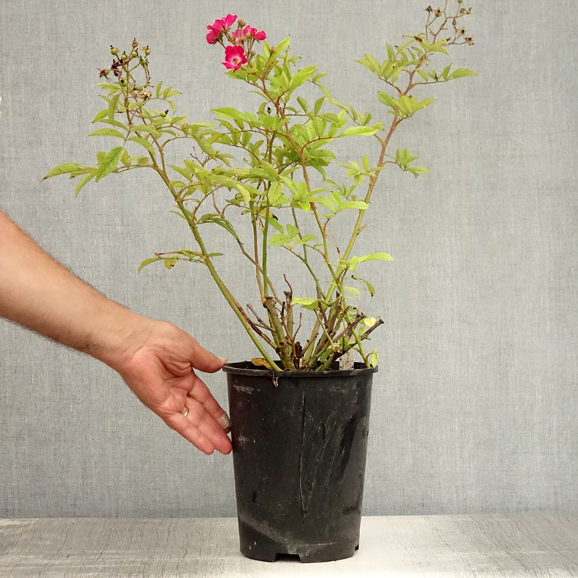 Rosa polyantha Red Ballerina 4L/5L pot sample as delivered in summer