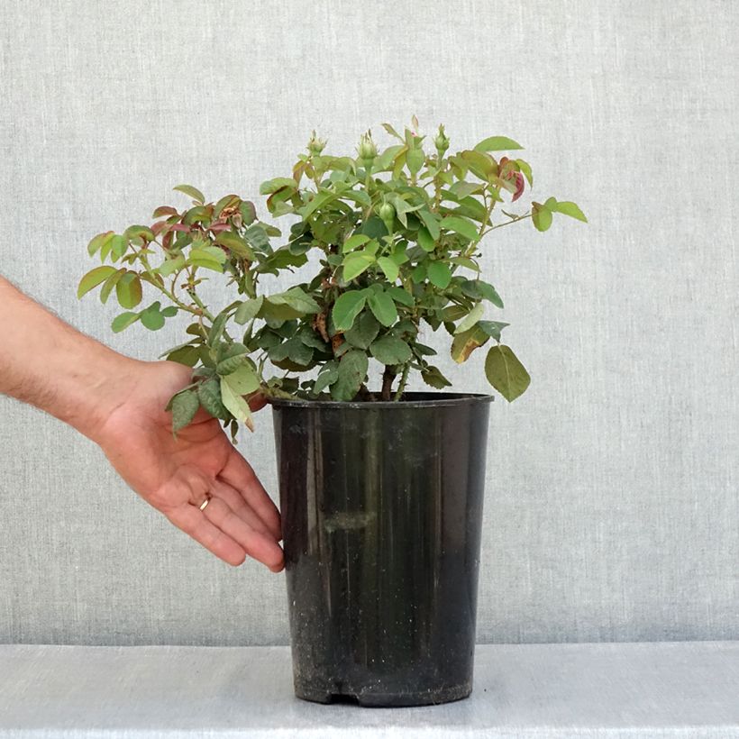 Rosa De Resht - Damask Rose 4L/5L pot sample as delivered in summer