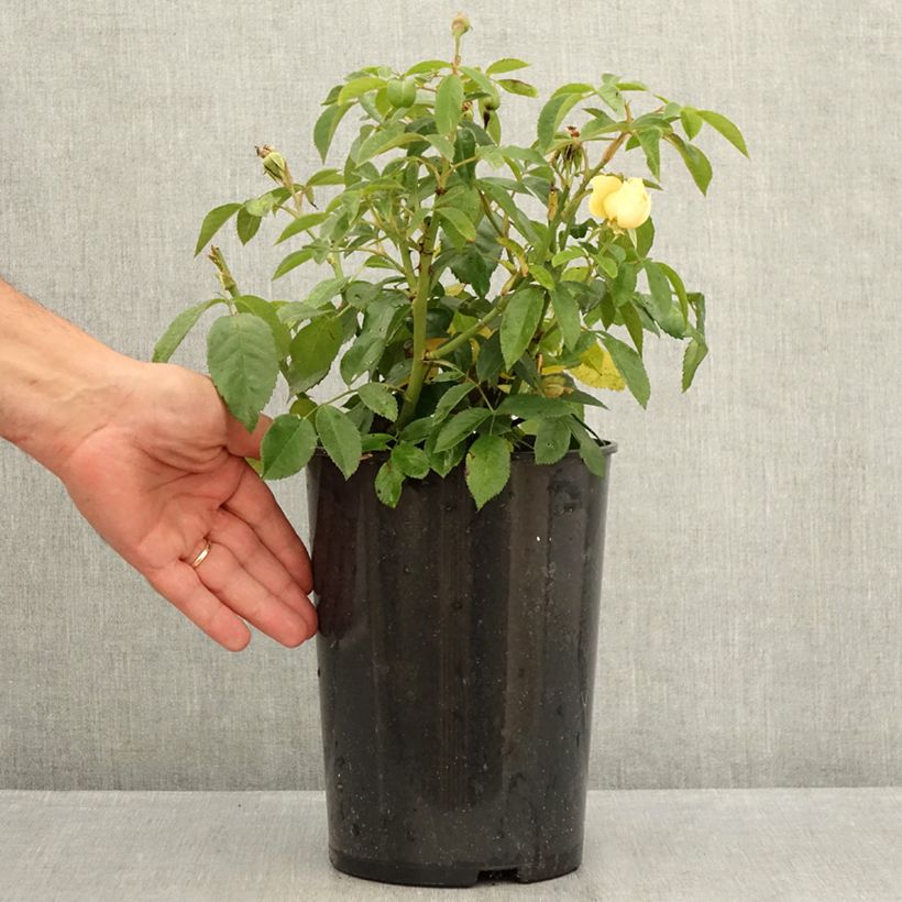 Rosa Sally Holmes 3L/4L pot sample as delivered in summer