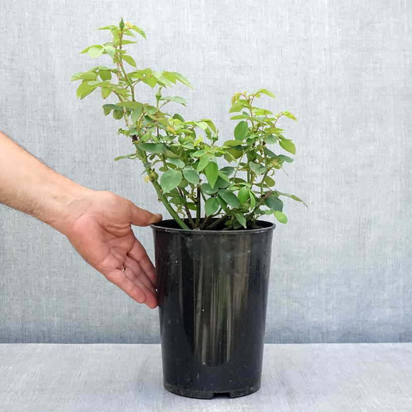 Rosa Souvenir de la Malmaison 4L/5L pot sample as delivered in summer
