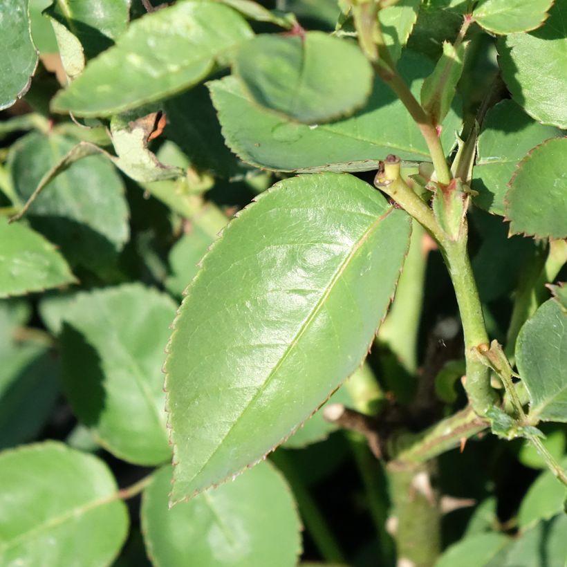 Rosa Souvenir de la Malmaison (Foliage)