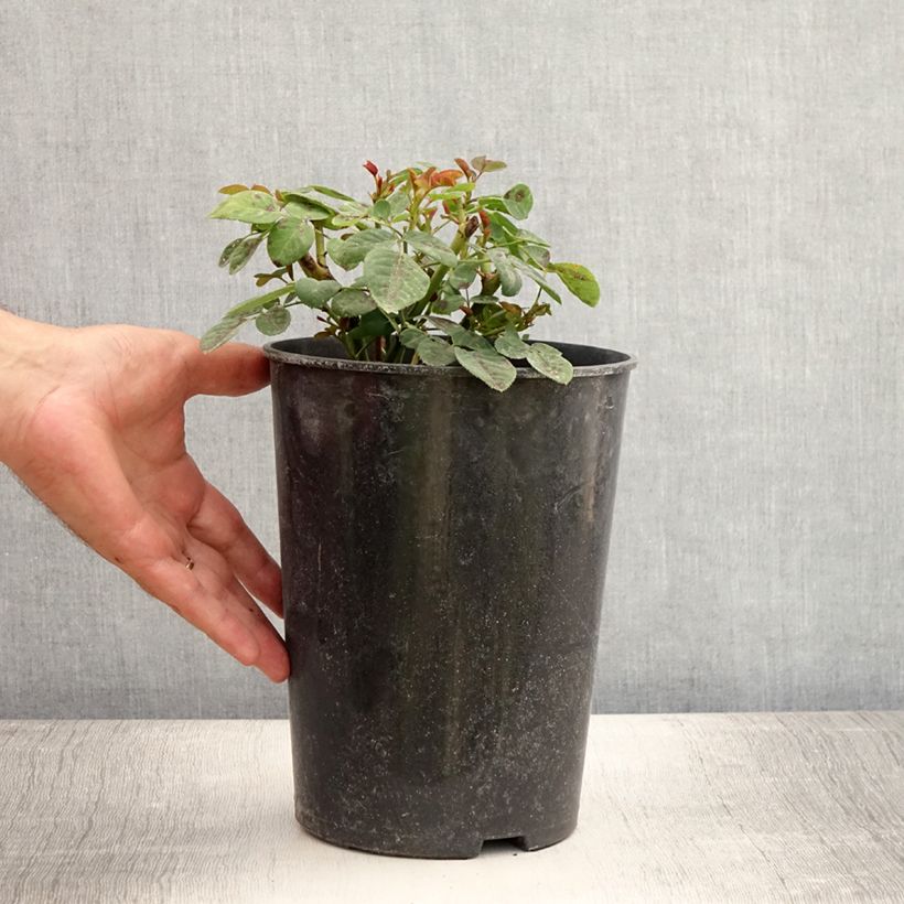 Rosa Souvenir du Dr Jamain 4L/5L pot sample as delivered in summer