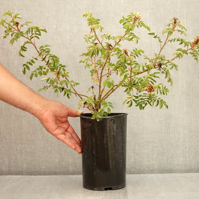 Rosa Stanwell Perpetual 4L/5L pot sample as delivered in summer