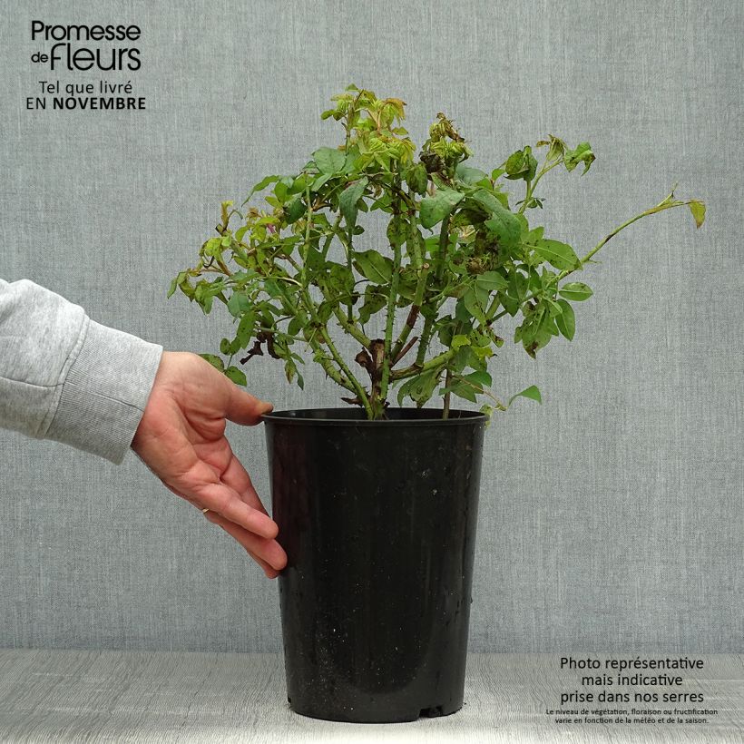 Rosa Bourbon Variegata di Bologna- Bourbon Rose 4L/5L pot sample as delivered in autumn