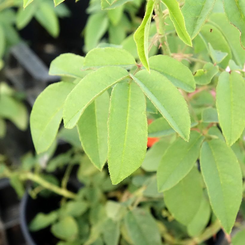 Rosa Bourbon Variegata di Bologna- Bourbon Rose (Foliage)