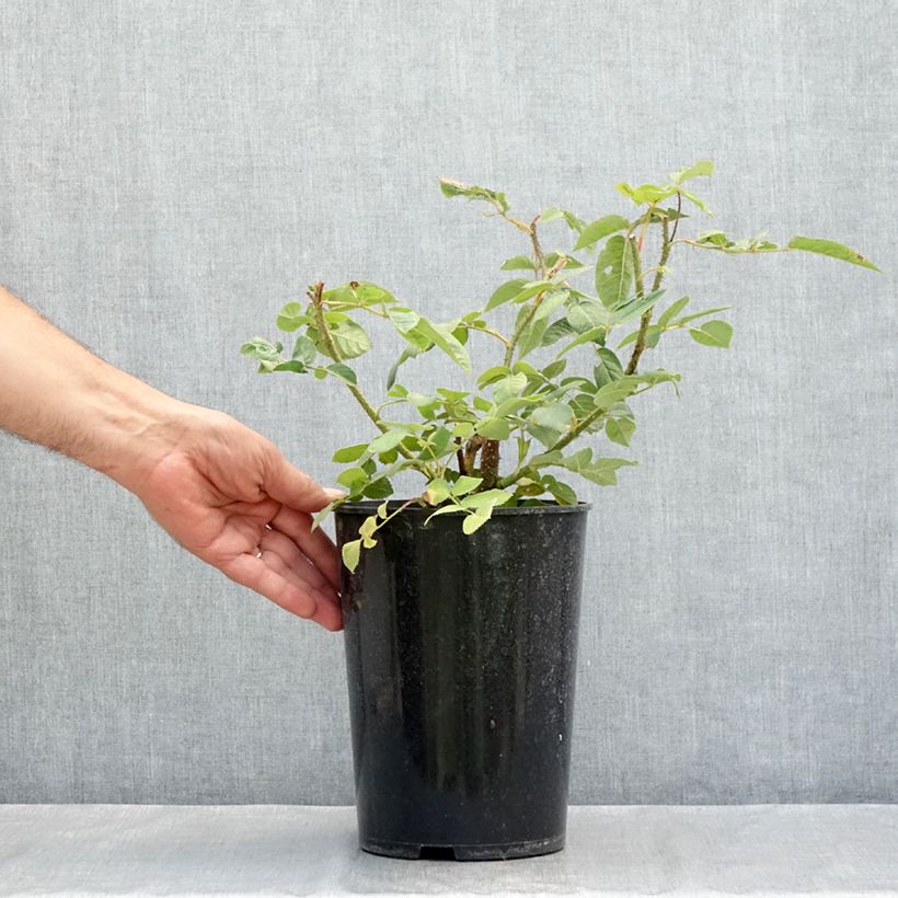Rosa William Lobb - Moss Rose 4L/5L pot sample as delivered in summer