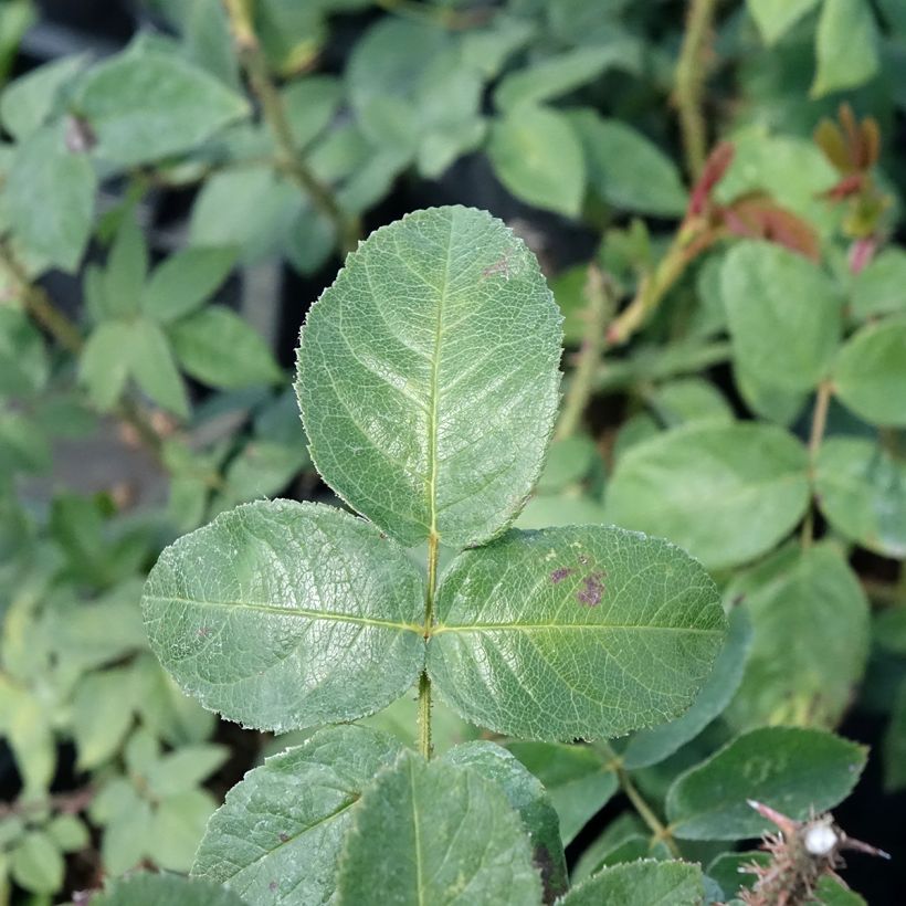 Rosa William Lobb - Moss Rose (Foliage)