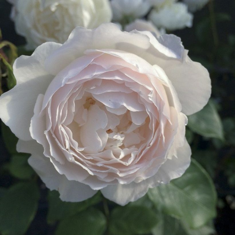 Rosa Desdemona - English Shrub Rose (Flowering)
