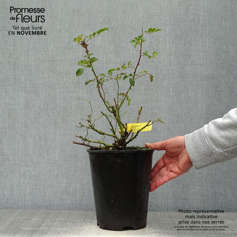Rosa grandiflora Covent Garden  4L/5L pot sample as delivered in autumn
