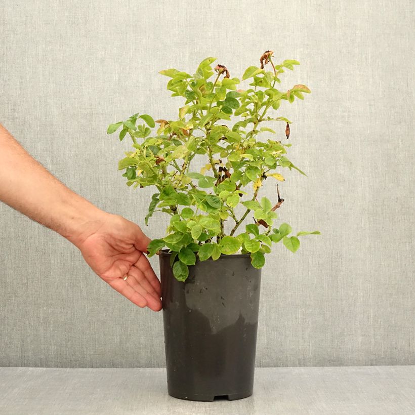 Rosa x floribunda Hamlet 4L/5L pot sample as delivered in summer