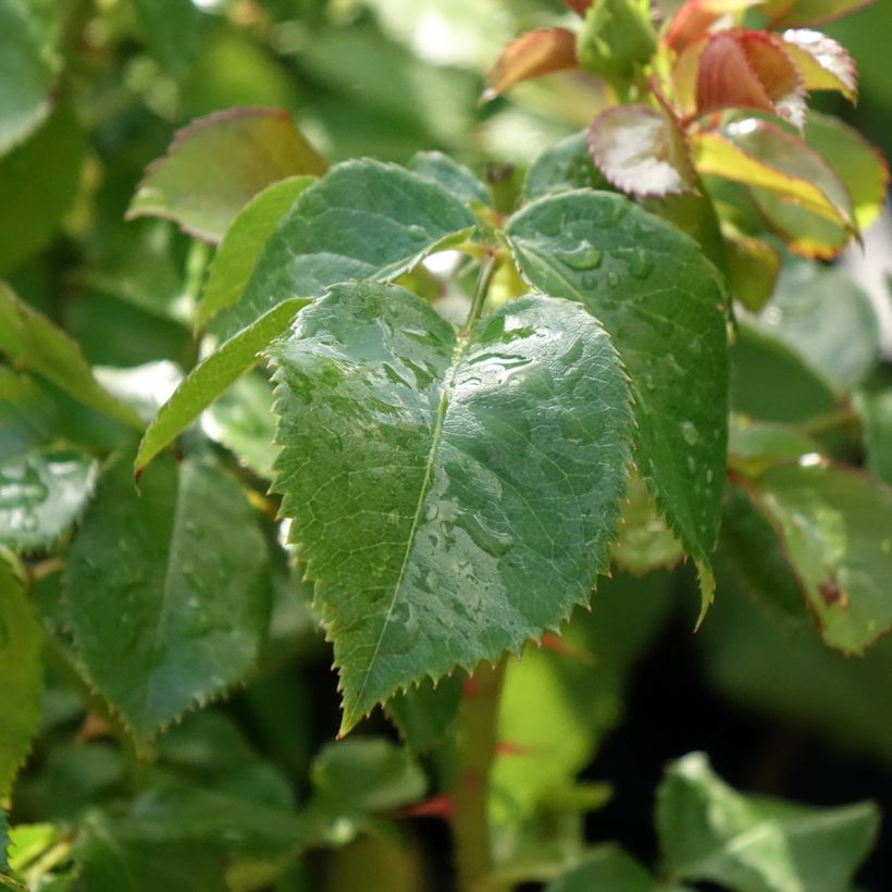 Rosa Hyde Park (Foliage)