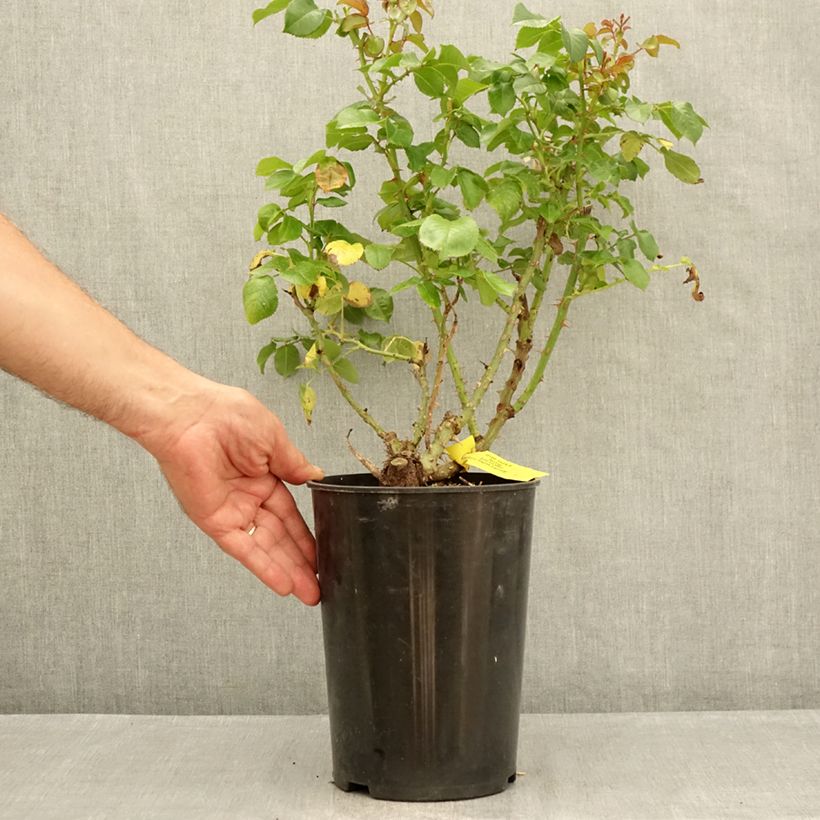 Rosa Hyde Park   4L/5L pot sample as delivered in summer