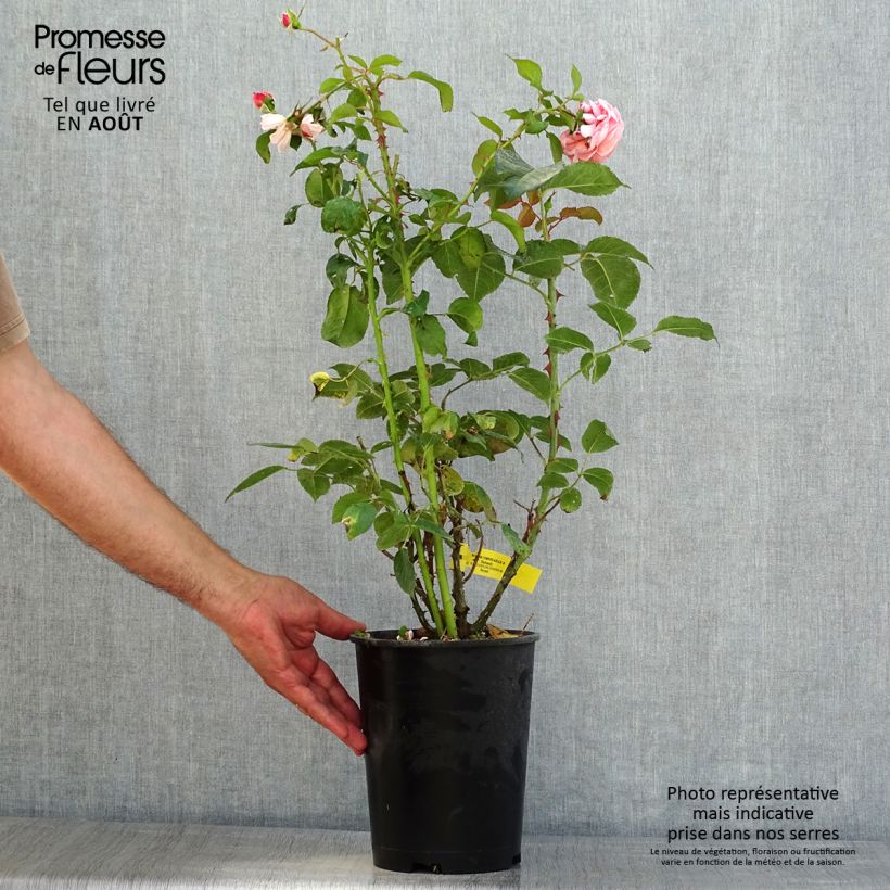Rosa Rose de Cornouaille  4L/5L pot sample as delivered in summer