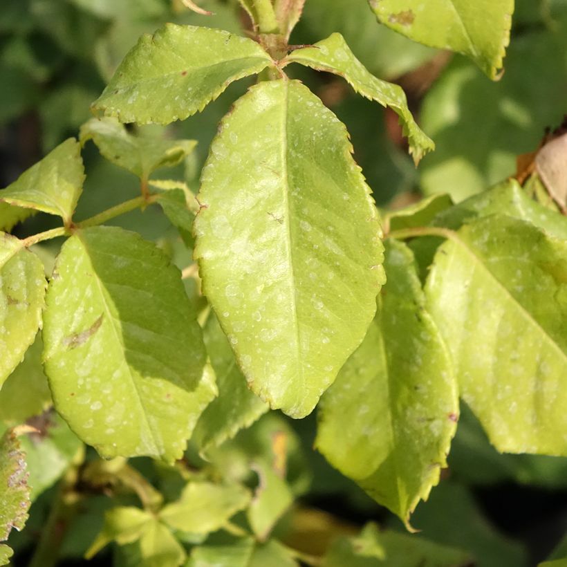 Rosa Sir Lancelot   (Foliage)