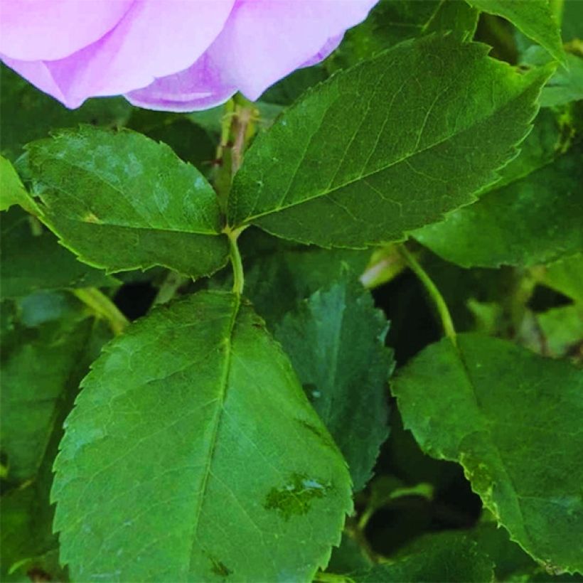 Rosa The Lady's Blush - English Shrub Rose (Foliage)