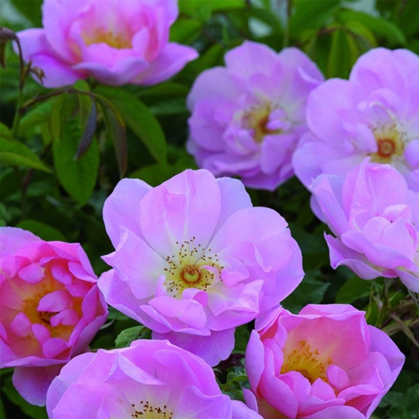 Rosa The Lady's Blush - English Shrub Rose (Flowering)