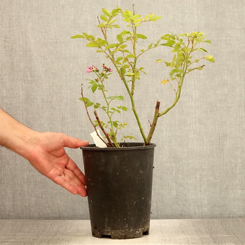 Rosa floribunda Allevia 4L/5L pot sample as delivered in summer