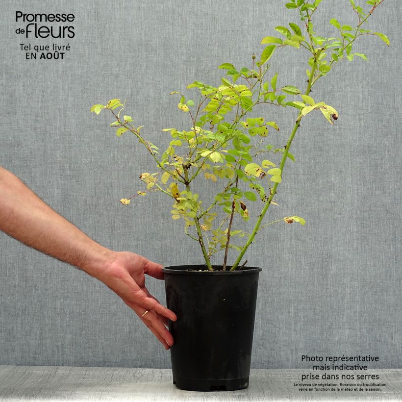 Rosa moschata Annelies - Musk Rose 4L/5L pot sample as delivered in summer