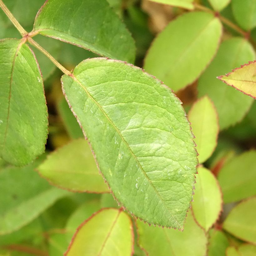 Rosa moschata Apricot Bells - Musk Rose (Foliage)
