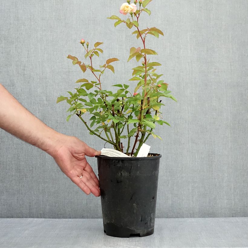 Rosa moschata Apricot Bells - Musk Rose 4L/5L pot sample as delivered in summer